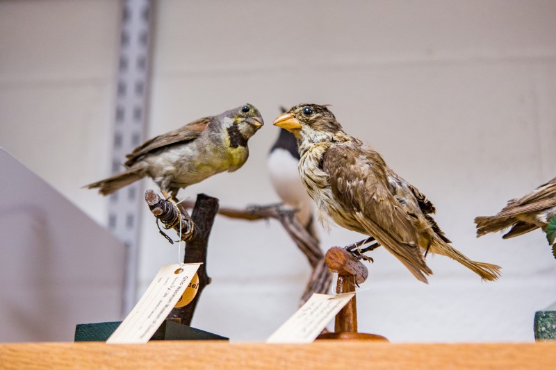 Natural History Museum, Birds